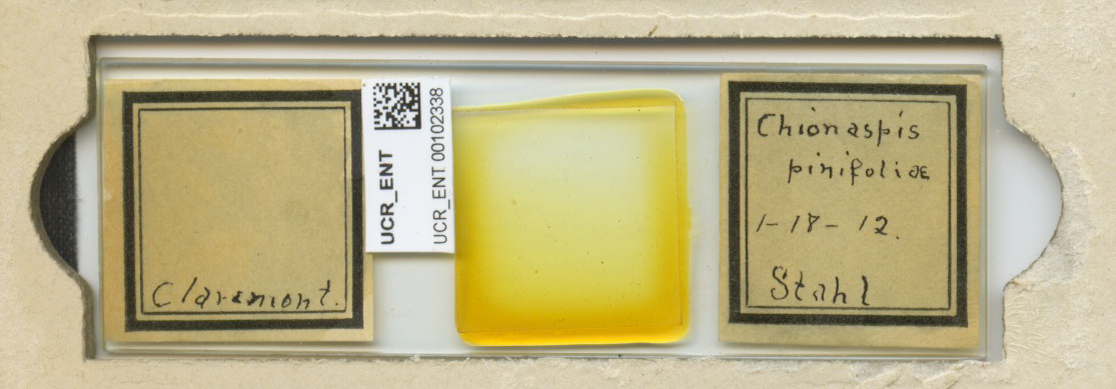 Chionaspis pinifoliae thumbnail